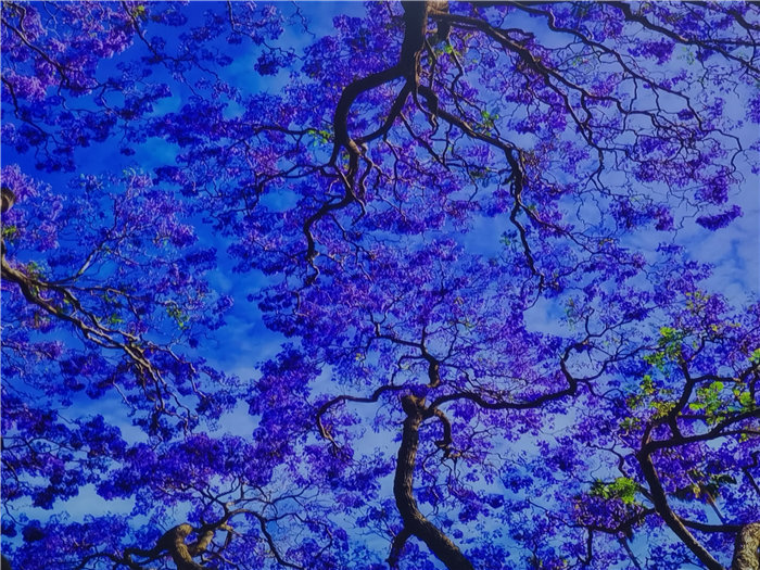 綿陽中旅假日旅行社2025年澳洲暨秋季線路品鑒會